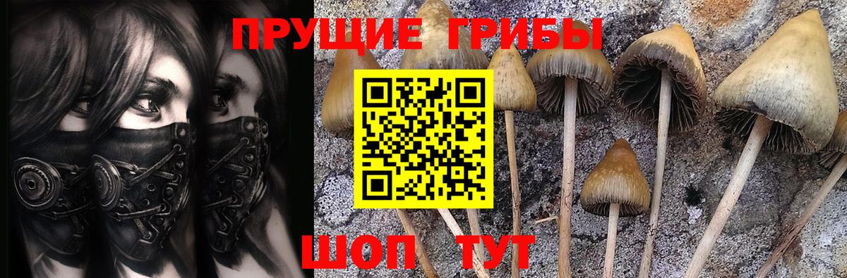 Псилоцибиновые грибы Psilocybe  Вход с VPN  Псилоцибиновые грибы GOLDEN TEACHER  Липецк 